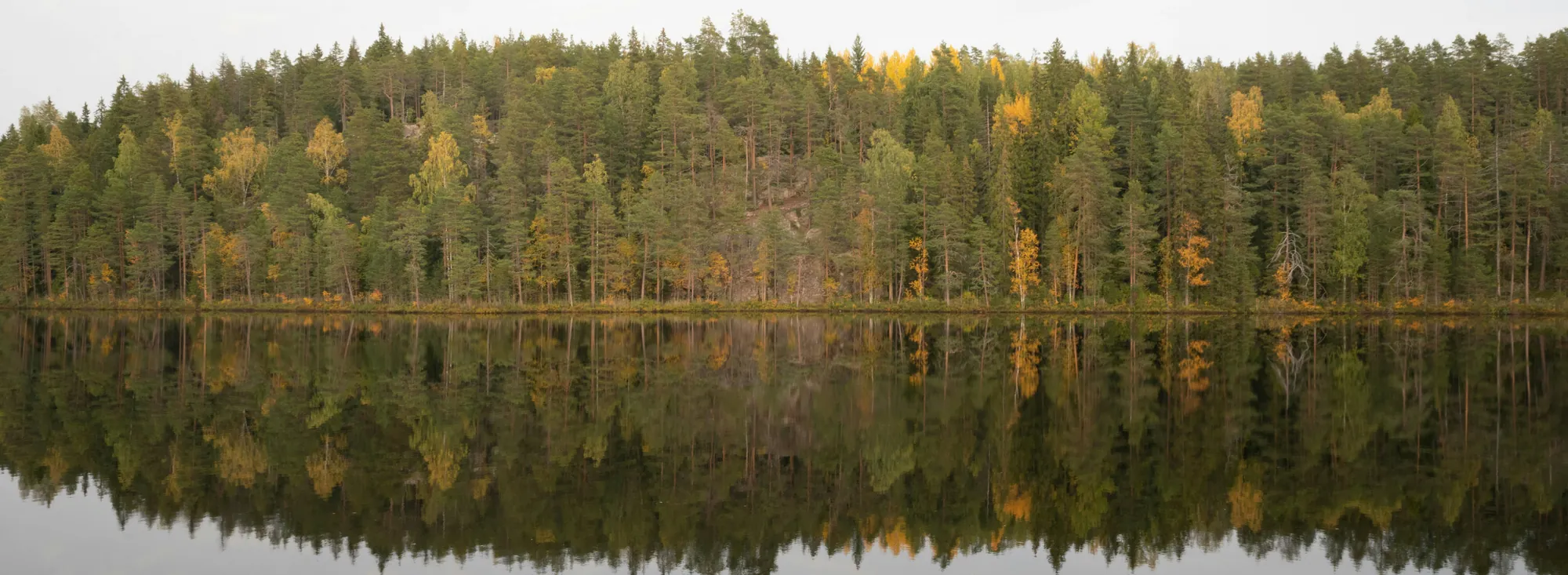 Syksyinen havumetsä heijastuu tyyneen järveen